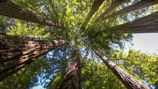 How Our Tree Care Process Works  in  Scott Af, IL